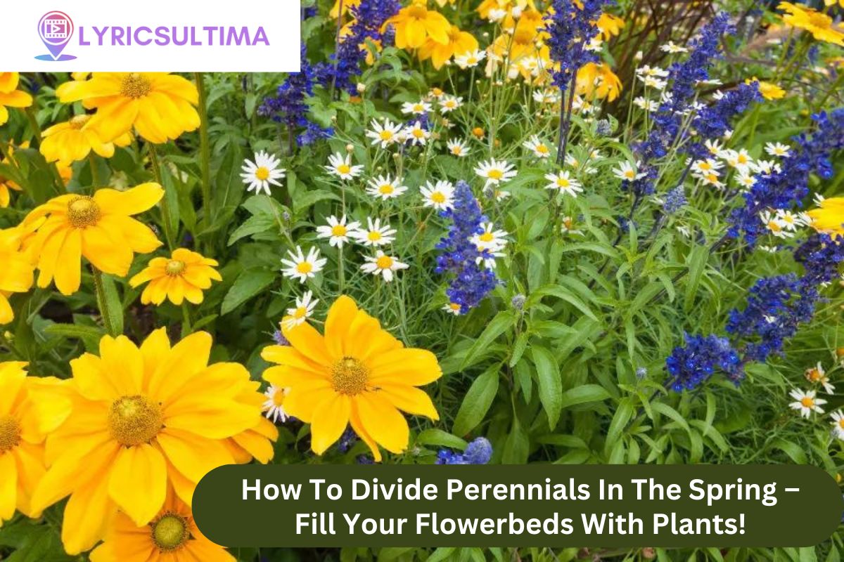 How To Divide Perennials In The Spring – Fill Your Flowerbeds With Plants!