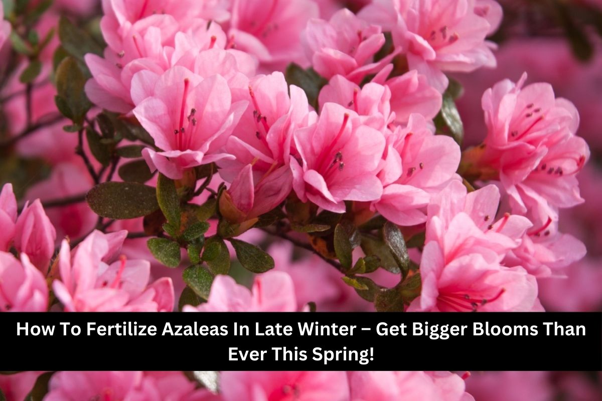 How To Fertilize Azaleas In Late Winter – Get Bigger Blooms Than Ever This Spring!