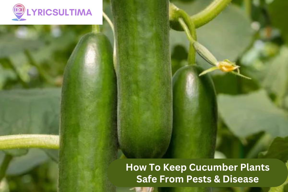 How To Keep Cucumber Plants Safe From Pests & Disease