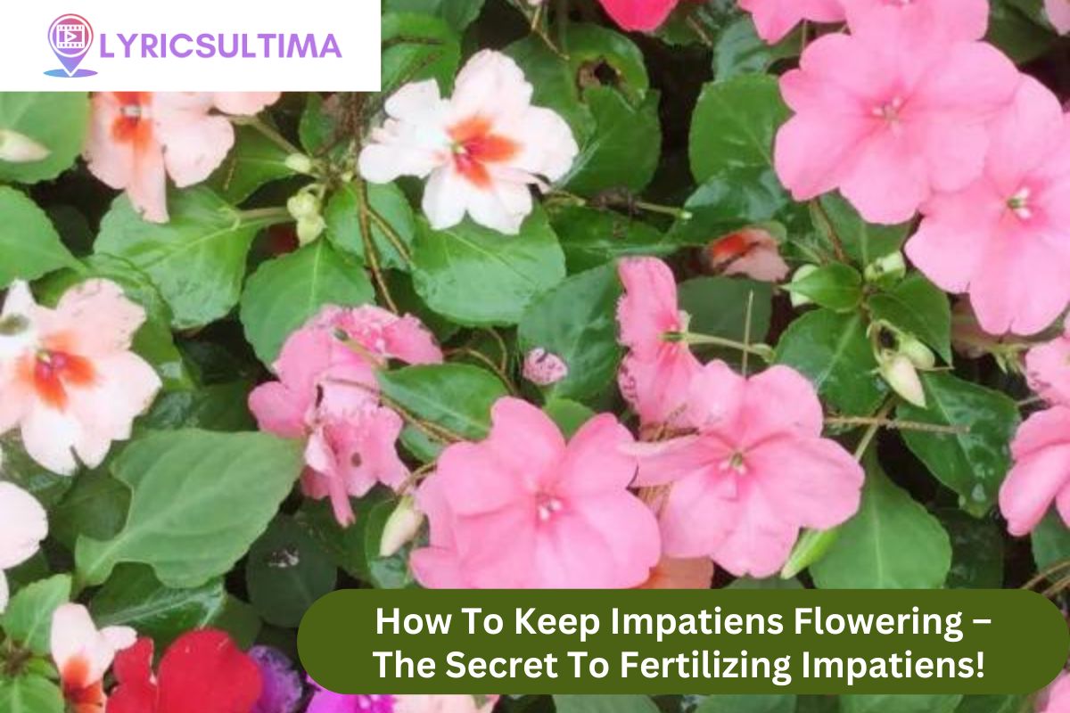 How To Keep Impatiens Flowering – The Secret To Fertilizing Impatiens!