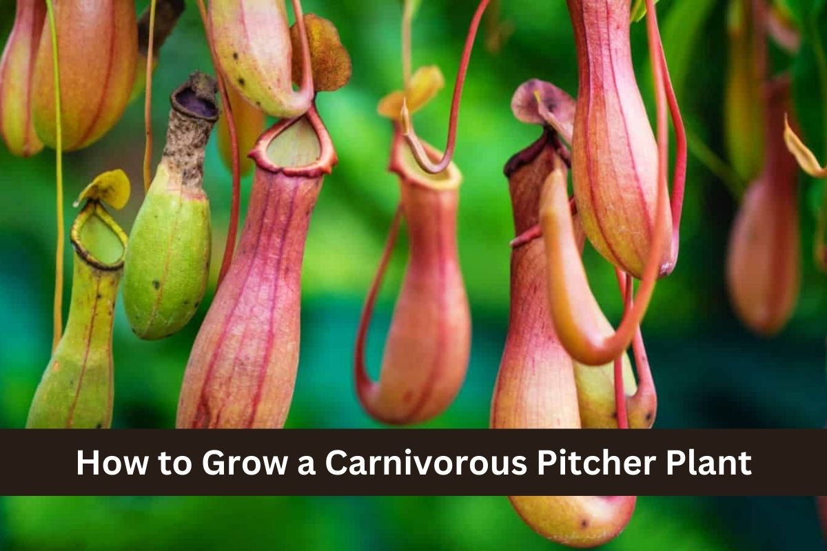 How to Grow a Carnivorous Pitcher Plant